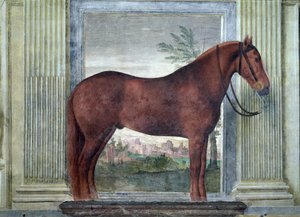 Sala dei Cavalli, (dettaglio) ritratto di un cavallo castano dalle scuderie di Ludovico Gonzaga III di Mantova, con la guancia marchiata con una 